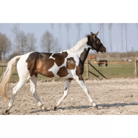 Excellent Spray brillance pailleté 250 ml Multicolore - 2