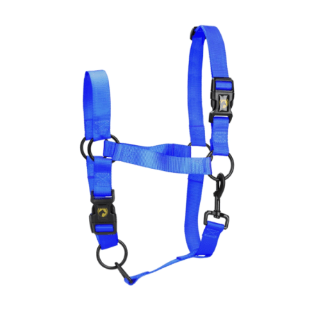 Excellent Licol Bleu XL